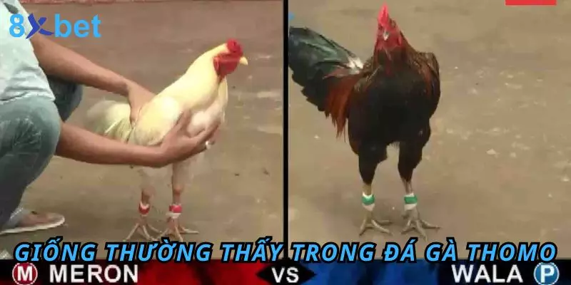 Đá Gà Thomo 8Xbet – Sân Chơi Đỉnh Cao Cho Anh Em Đam Mê 4 Các giống thường thấy trong đá gà Thomo
