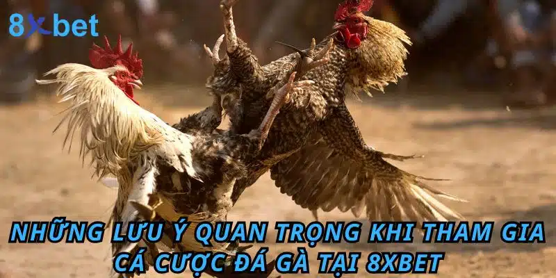 Những lưu ý quan trọng khi tham gia cá cược Đá Gà tại 8XBET
